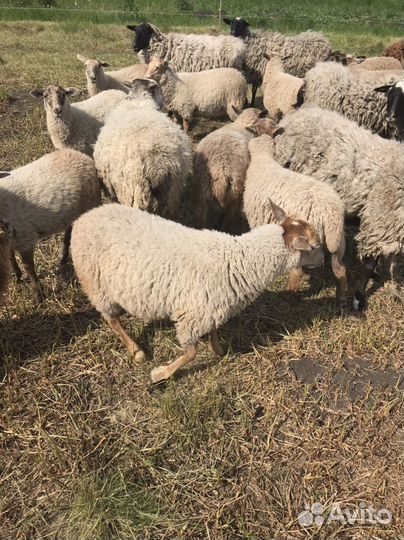 Овцематки, ягнята. Кросс суффолк