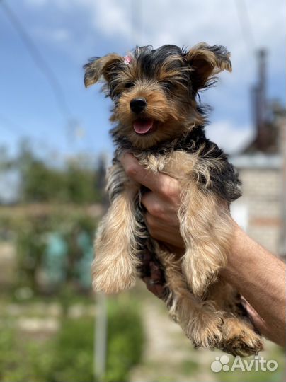 Йоркширский терьер