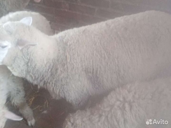 Шерсть овечья