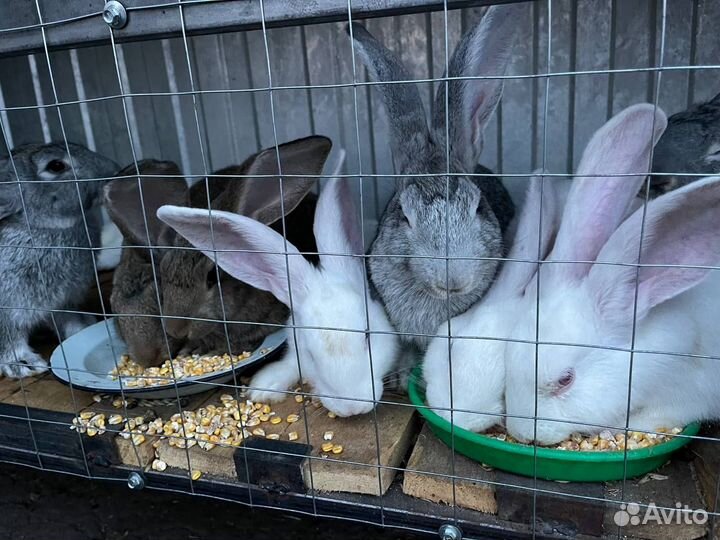Кролики породы ризен