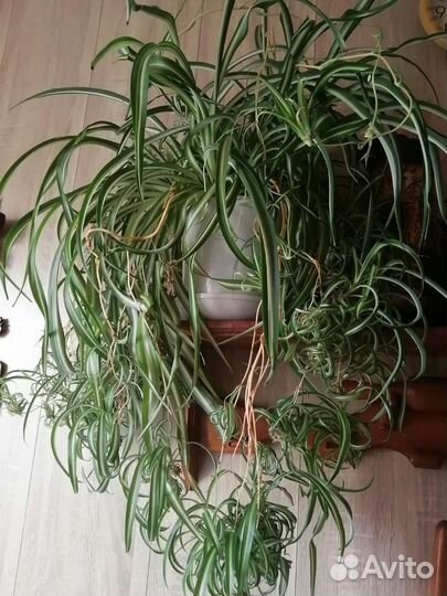 Комнатные растения цветы большие