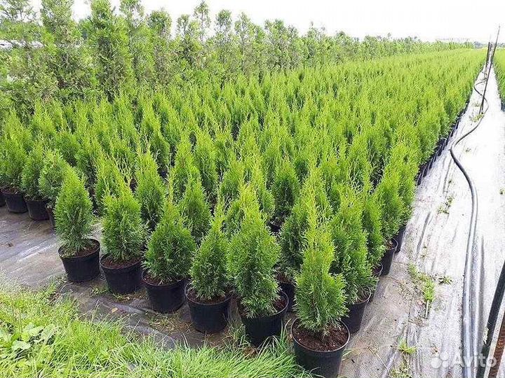 Туя смарагд саженцы 30-40см 2 года. Живая изгородь