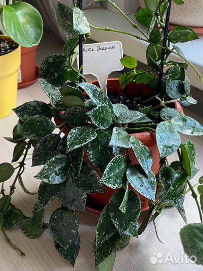 Комнатные растения цветы