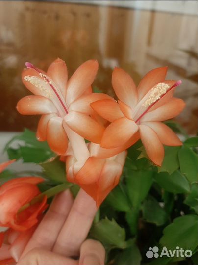 Декабрист шлюмбергера белый, оранжевый, цвет фукси