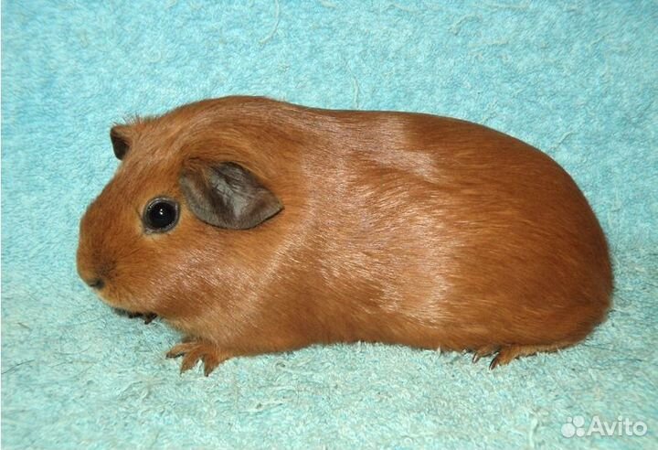 Морские свинки, девочки