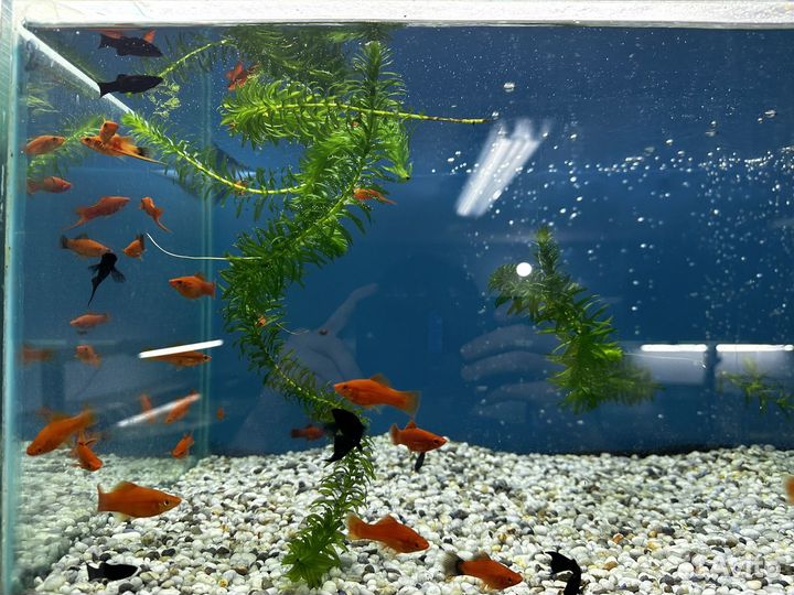 Аквариумные рыбки