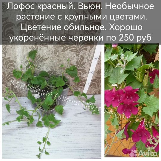 Фикусы, Хамедорея,Акалифы