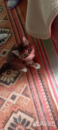 Отдам котята в добрые руки бесплатно