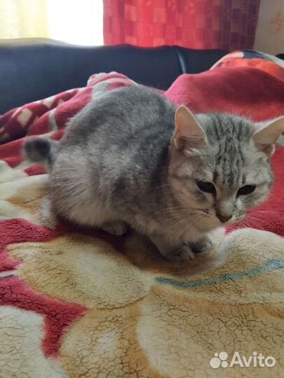 Кошка 2годика.умная.отдам в добрые руки