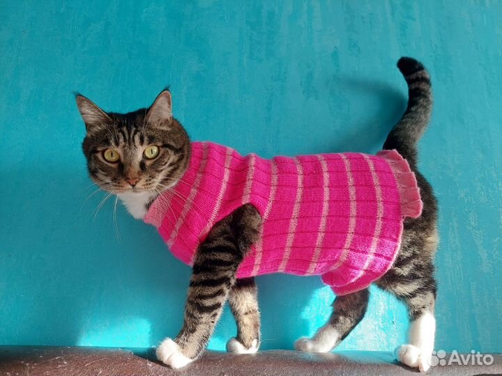 Одежда для кошек вязаная
