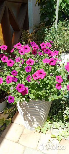 Петуния Тайдал Silver42л, а Тайдал Сherry и Red20л