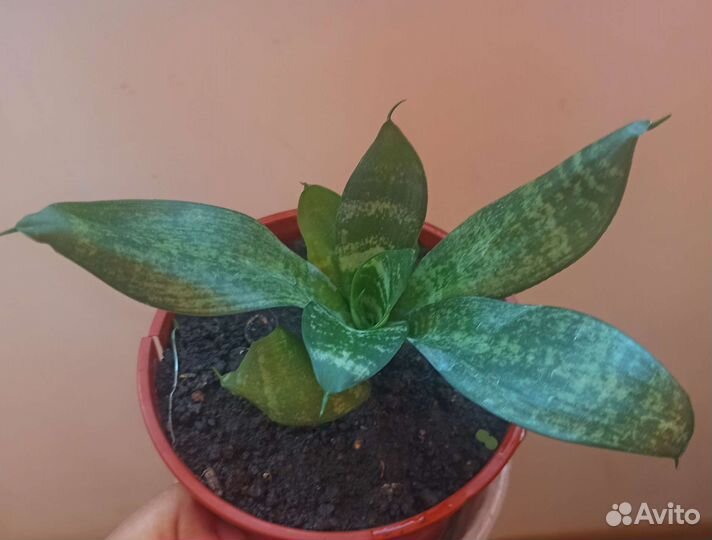 Сансевиерия ханни