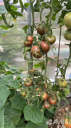 Семена помидоров