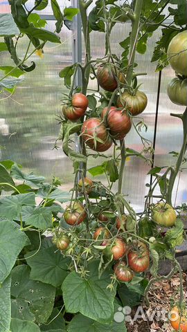 Семена помидоров