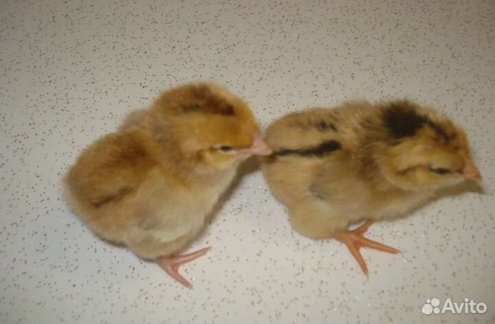 Петушки молодки