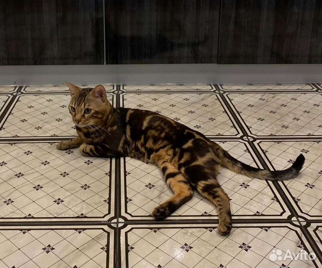 Вязка бенгальский кот