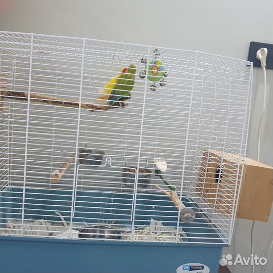 Пара неразлучников и 5 птенцов