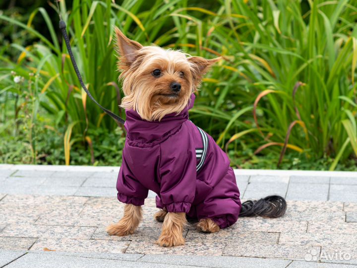 Зимний комбинезон для собак мелких пород