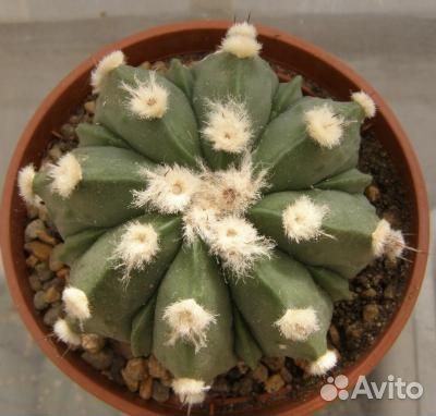 Семена кактуса Astrophytum cv. 'Miracle' 10шт