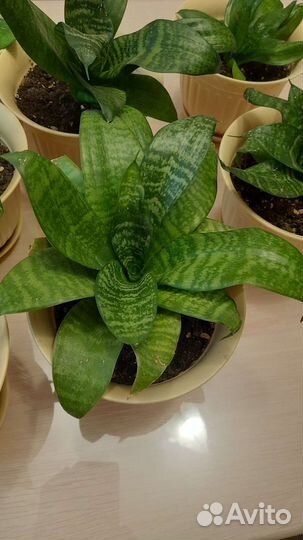 Сансивиерия