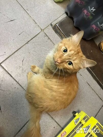 Сомалийская