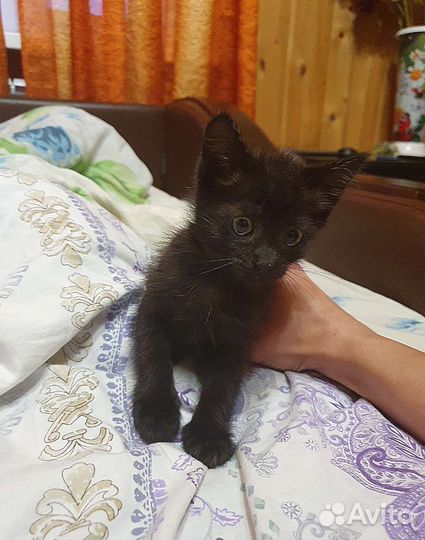 Котёнку некуда пойти