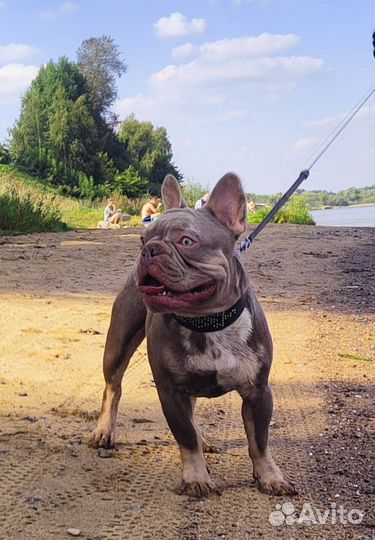 Изабеллушка кобель 10 мес