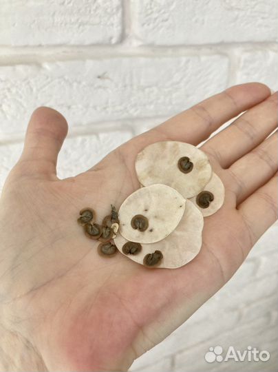 Семена лунарии, лунник, лунная трава, сухоцвет