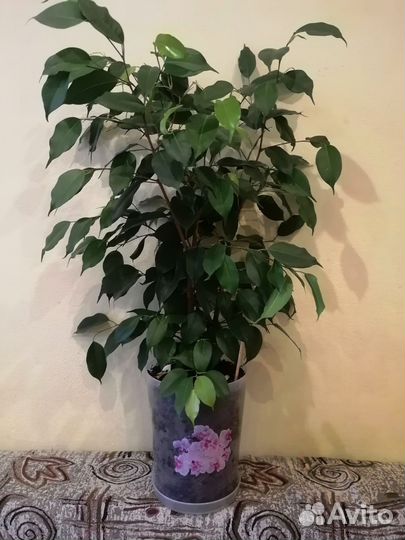 Фикус бенджамина