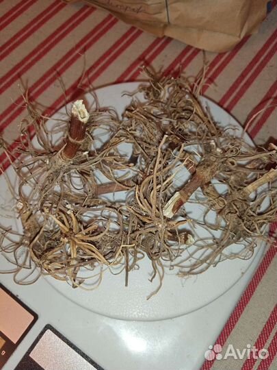 Лечебные травы и корни