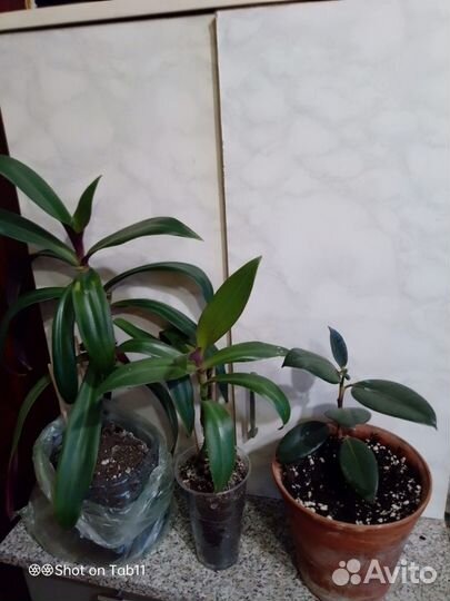 Цветы комнатные