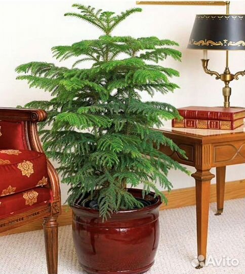 Араукария семена