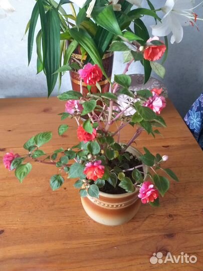 Бальзамин махровый