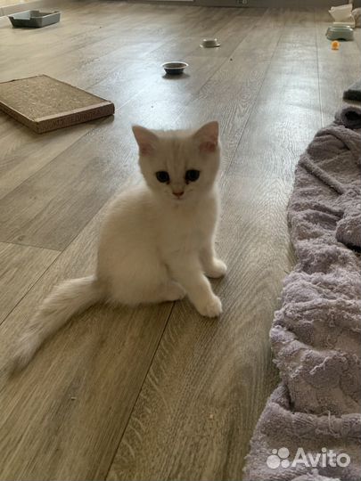 Шотландские золотые и серебряные котята