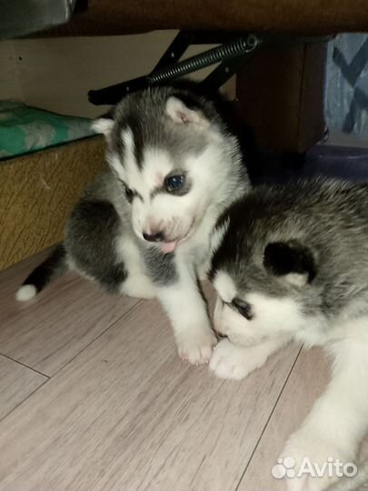 Сибирский хаски