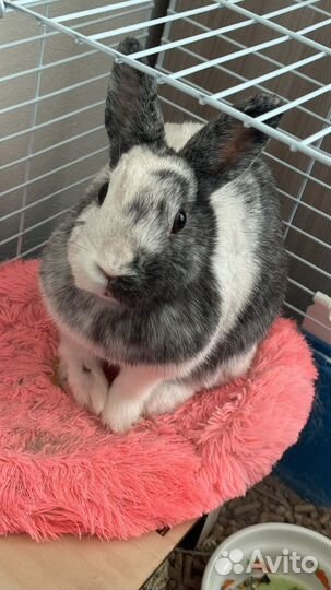 Карликовый кролик