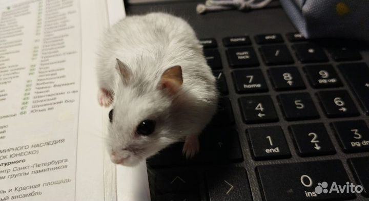 Джунгарский хомяк