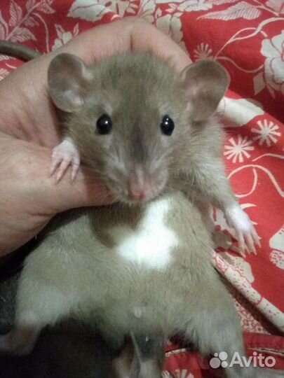 Крысята, крыса, стерильные девочки и мальчики