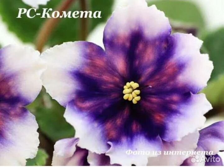 Фиалки сортовые