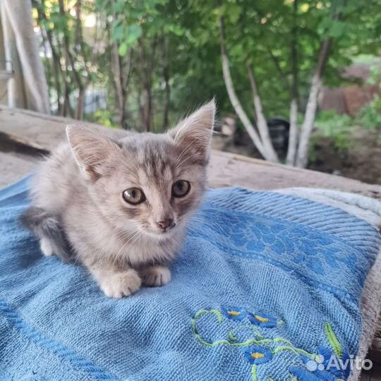 Котята от кошки мышеловки