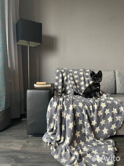 Собака для фотосъемки