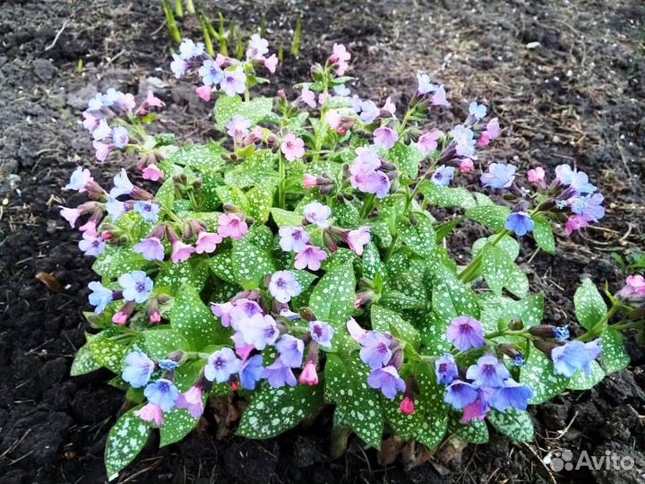 Медуница, Бруннера - декоративные многолетники