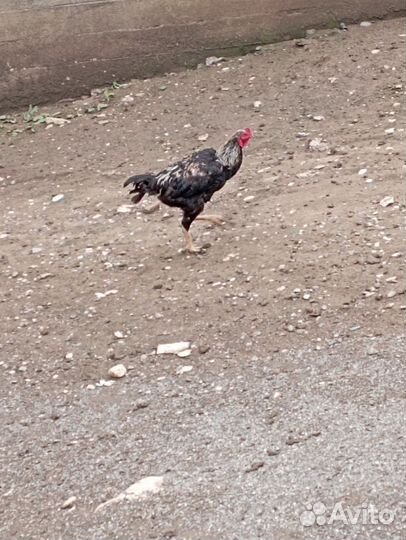 Бойцовые куры