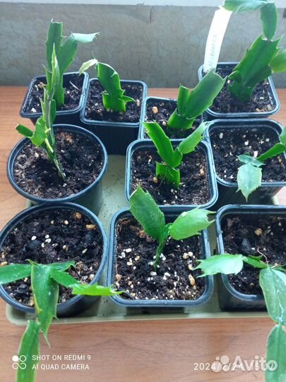 Сортовые декабристы