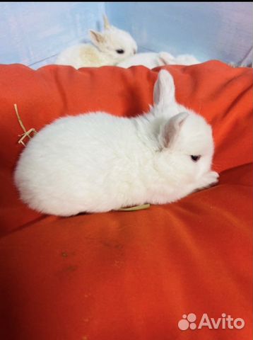 Голубоглазые белые Карликовые крольчата