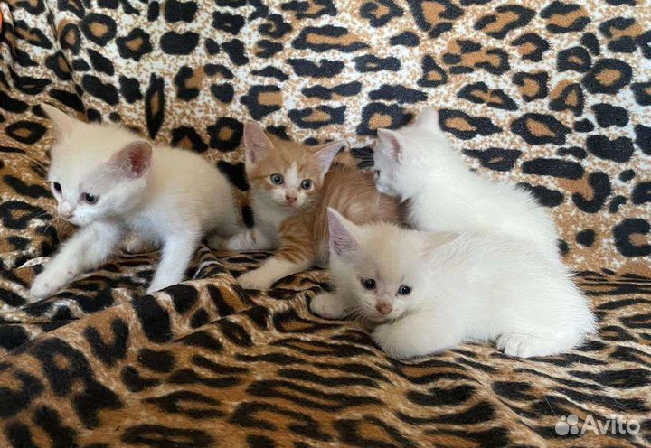 Котята в добрые руки