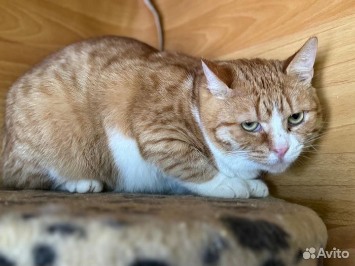 Рыжий котик Солнышко из приюта