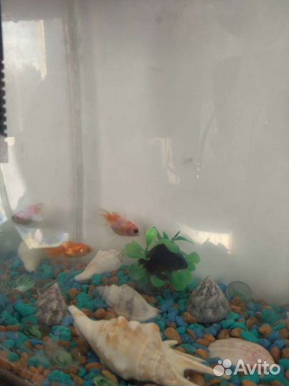 Аквариумные рыбки