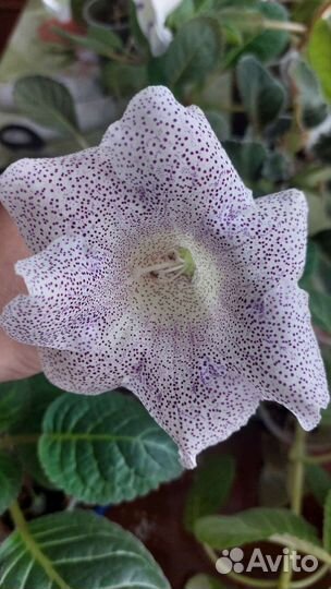 Глоксиния комнатные цветы