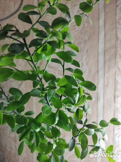 Микроцитрусы Rosso, Эремооанж, Virgata, R. Pearl